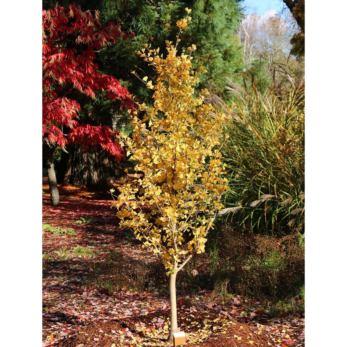 Ginkgo Biloba Gold Spire Single Stem - View 6 from www redcrocus com