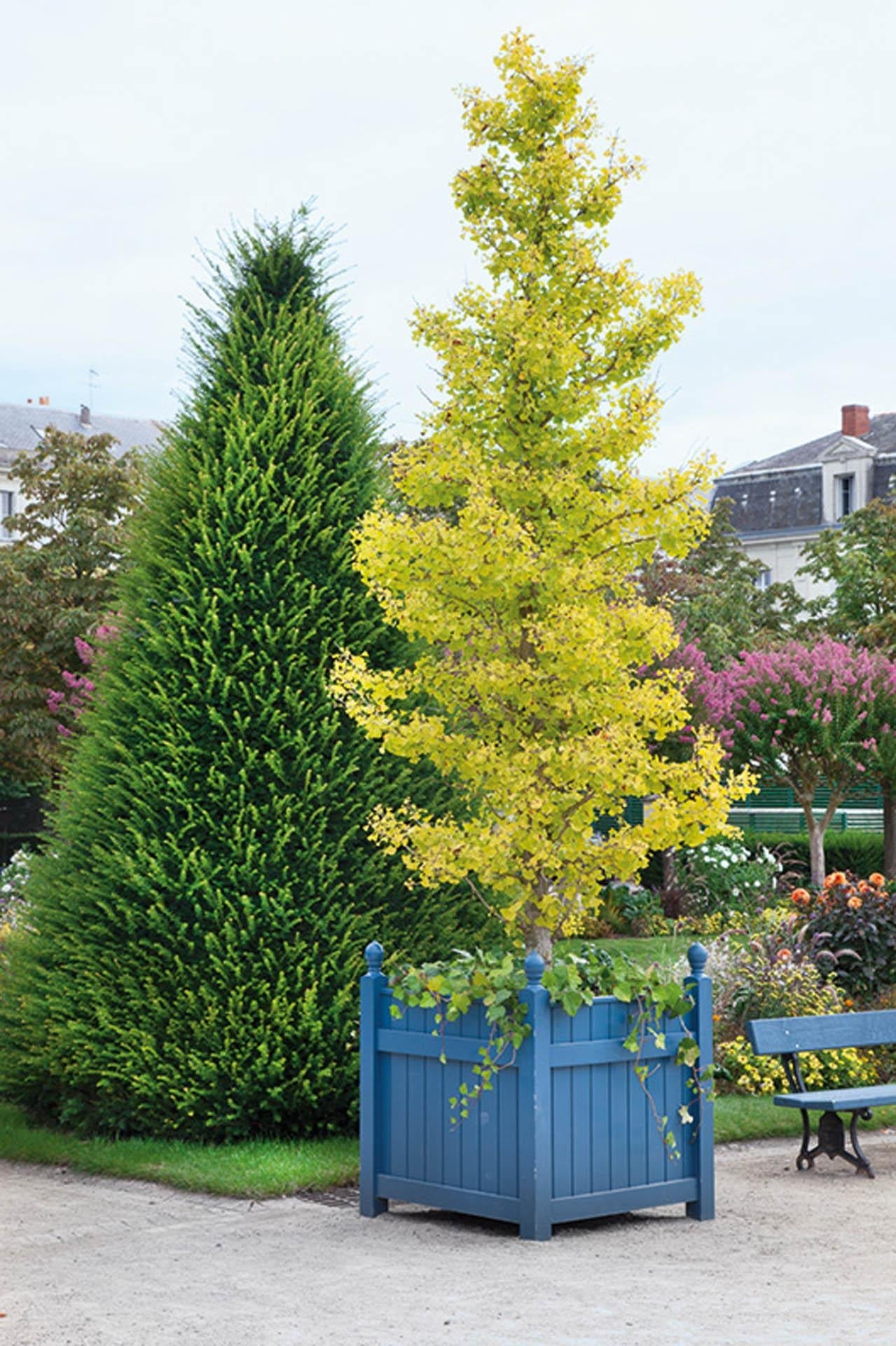 Ginkgo Biloba Gold Spire Single Stem - View 8 from www redcrocus com