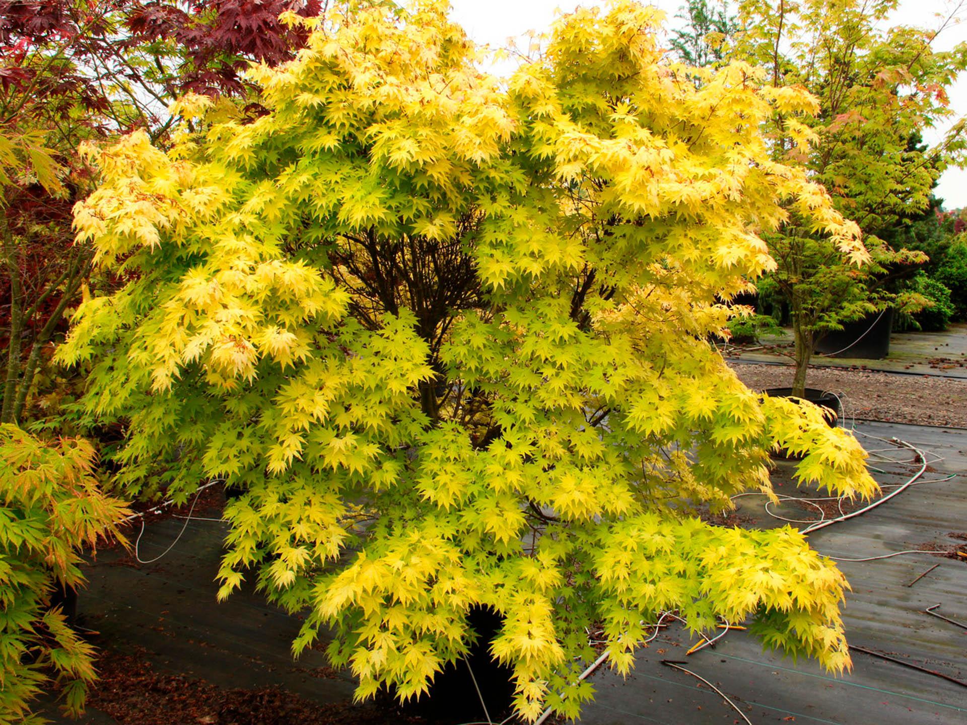 Acer Palmatum - View 18 from www redcrocus com