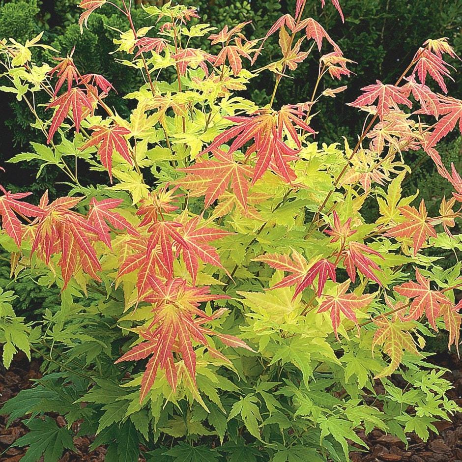 Acer Palmatum - View 20 from www redcrocus com