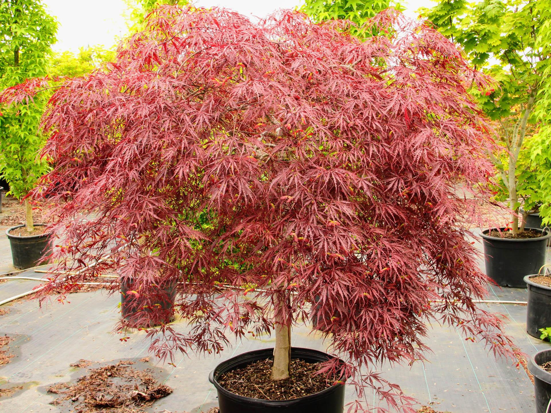 Acer Palmatum - View 2 from www redcrocus com