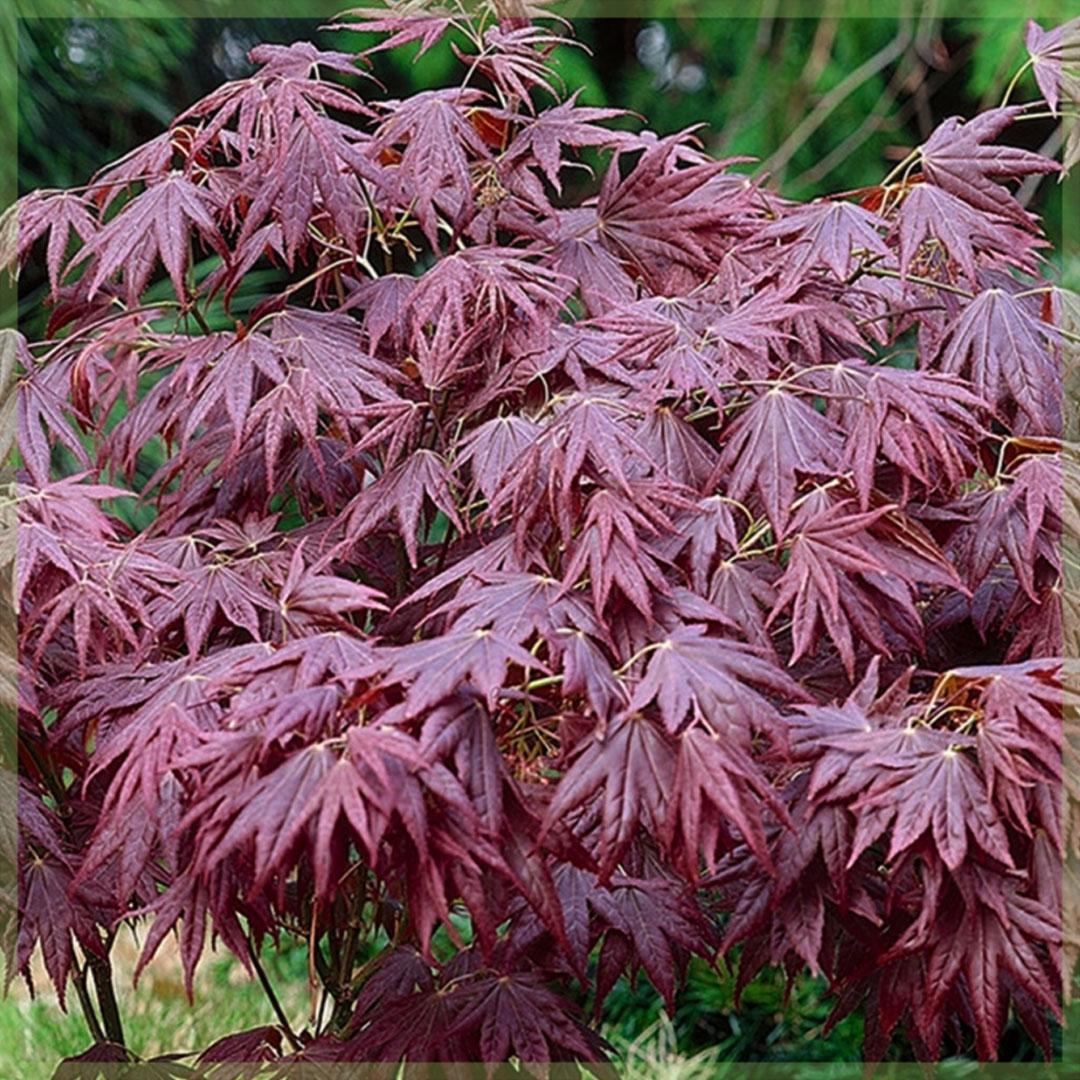 Acer Palmatum - View 8 from www redcrocus com