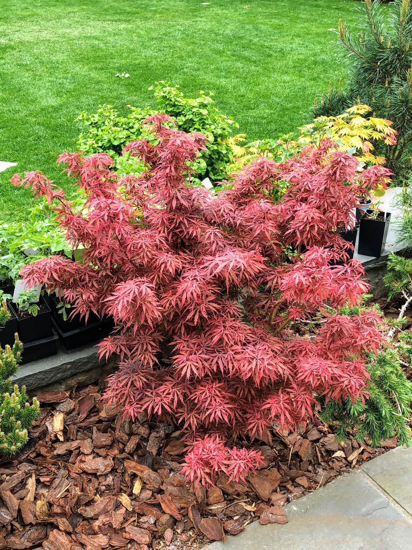 Acer Palmatum - View 9 from www redcrocus com