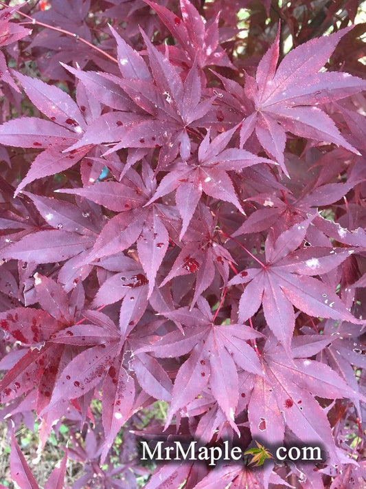 Acer Palmatum Emperor 1 - View 10 from www redcrocus com