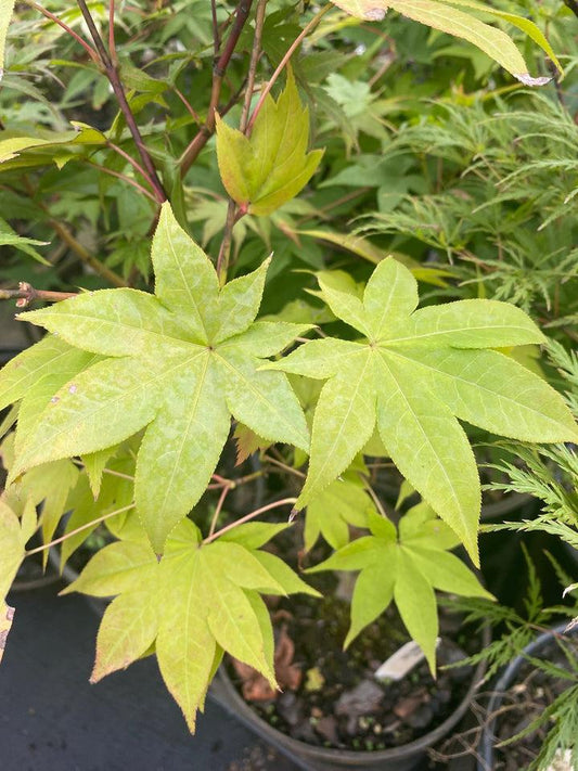 Acer Palmatum 'green Star' - View 12 from www redcrocus com