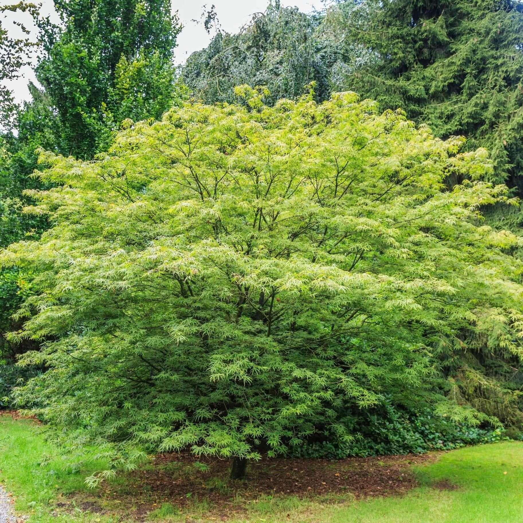 Acer Palmatum 'green Star' - View 32 from www redcrocus com