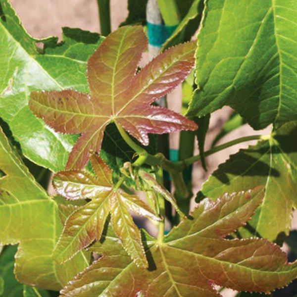 Liquidambar Styraciflua 'happidaze' - View 10 from www redcrocus com
