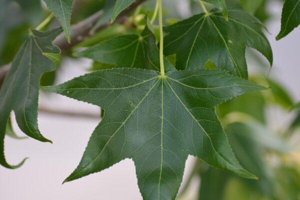 Liquidambar Styraciflua 'happidaze' - View 11 from www redcrocus com