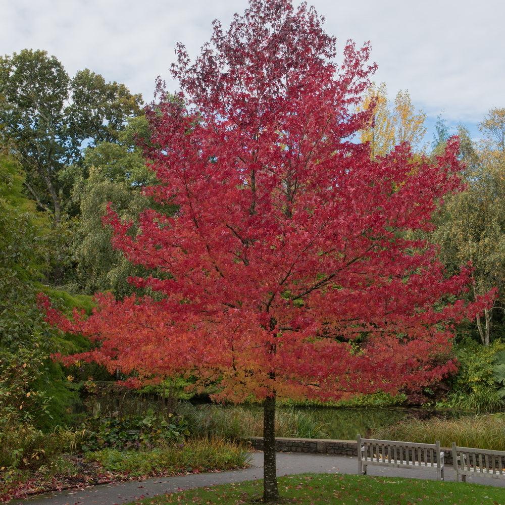 Liquidambar Styraciflua 'happidaze' - View 14 from www redcrocus com
