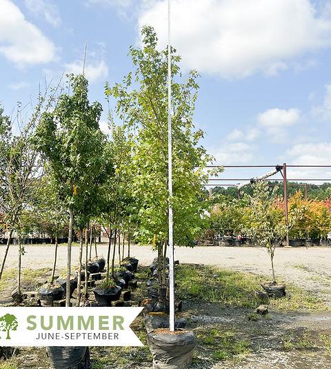 Liquidambar Styraciflua 'happidaze' - View 15 from www redcrocus com