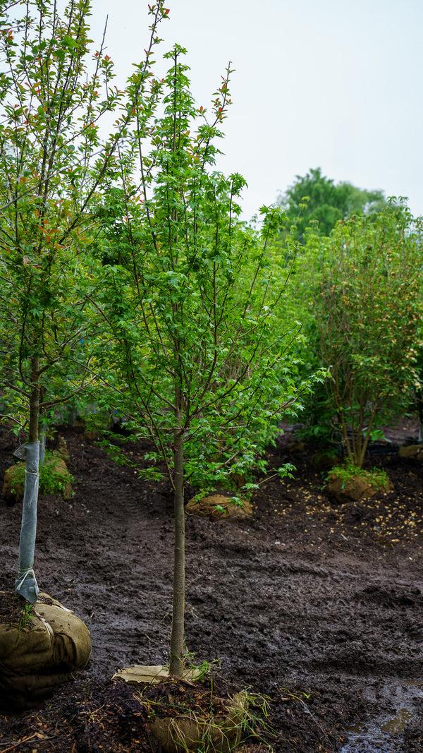 Liquidambar Styraciflua 'happidaze' - View 21 from www redcrocus com