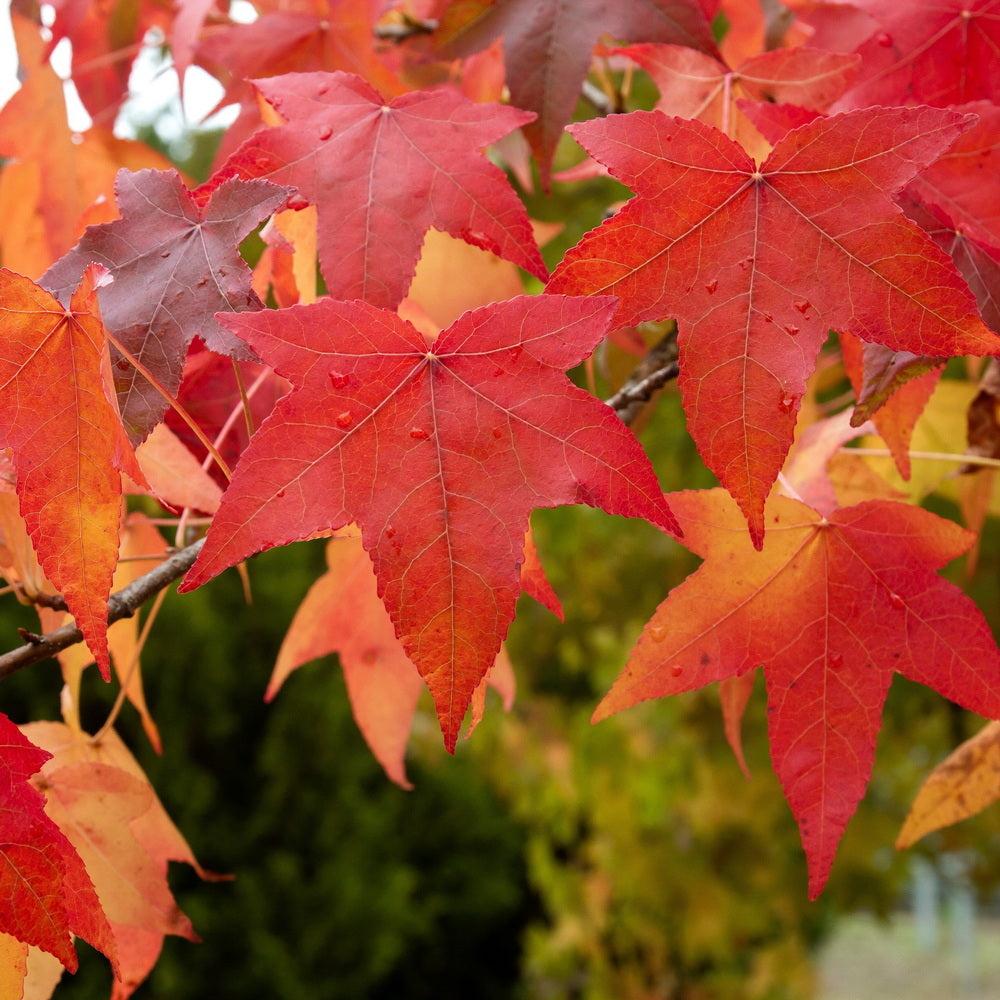 Liquidambar Styraciflua 'happidaze' - View 22 from www redcrocus com