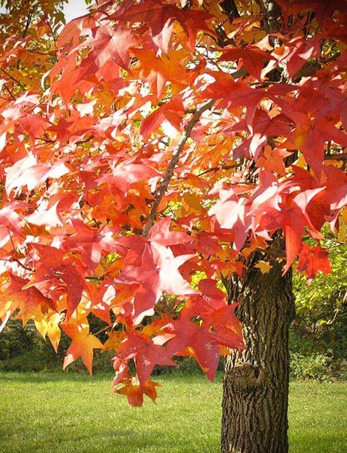 Liquidambar Styraciflua 'happidaze' - View 24 from www redcrocus com