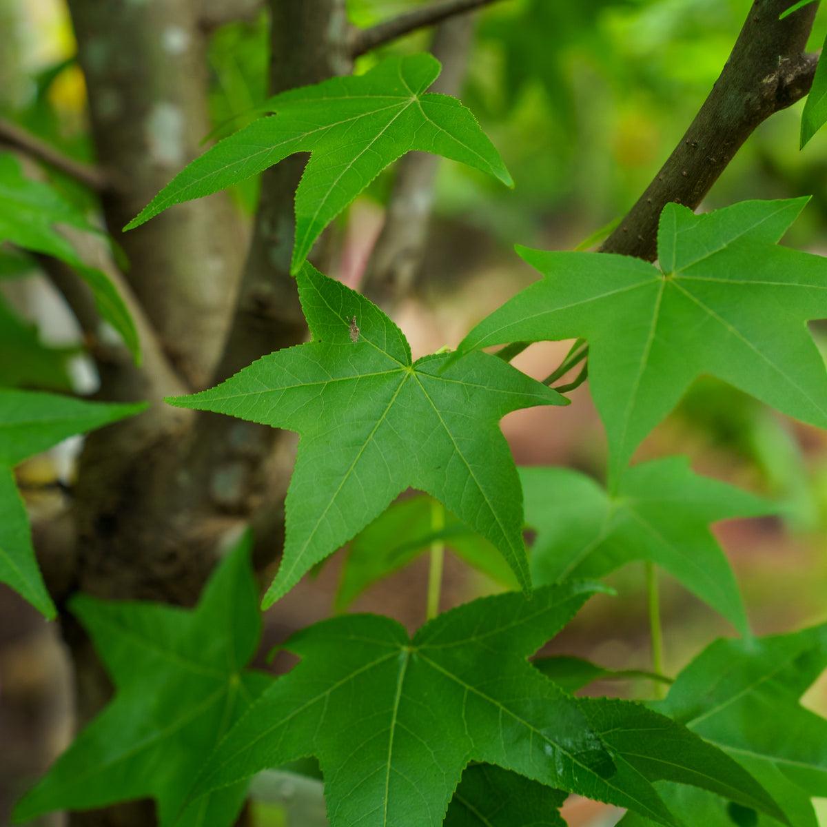 Liquidambar Styraciflua 'happidaze' - View 27 from www redcrocus com