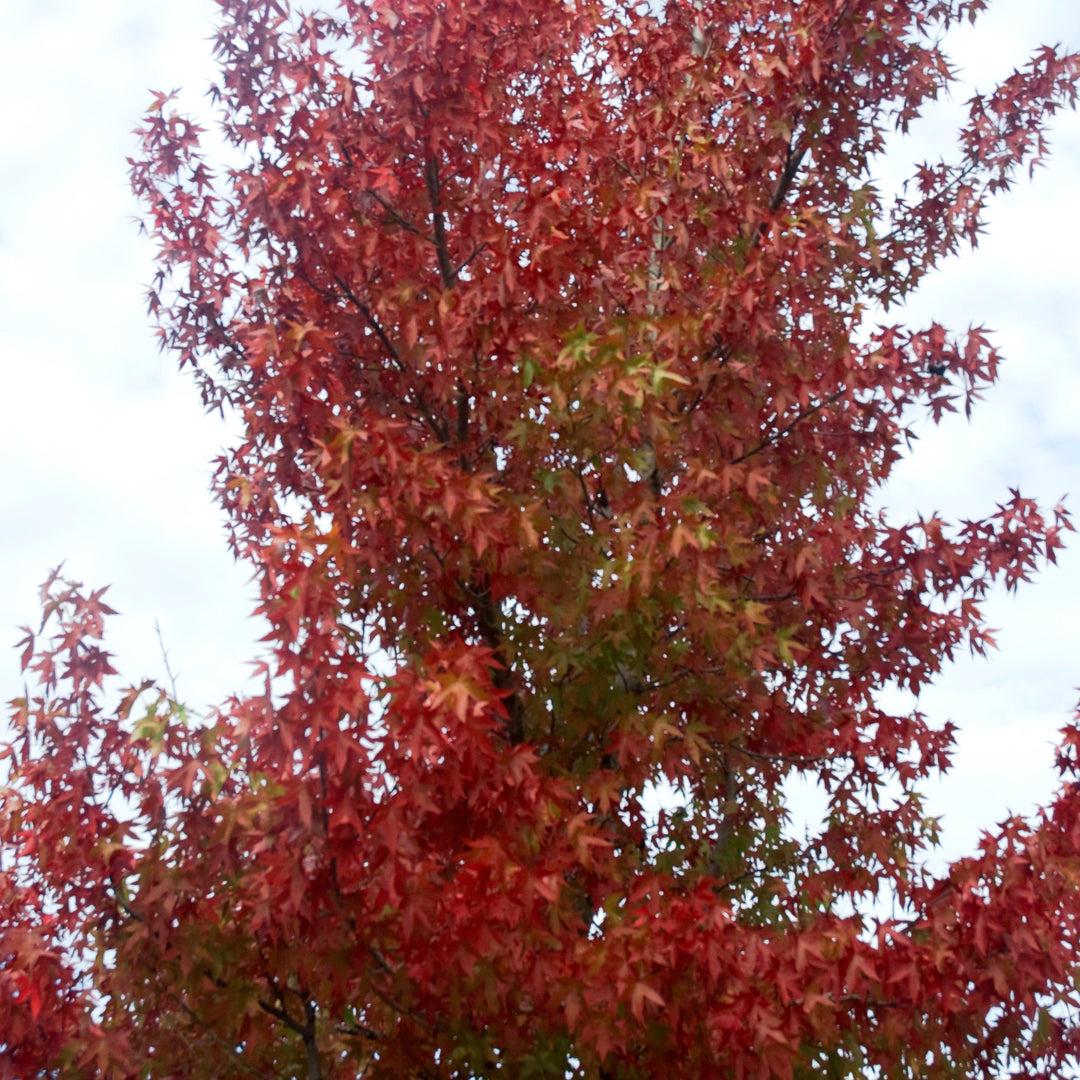 Liquidambar Styraciflua 'happidaze' - View 28 from www redcrocus com
