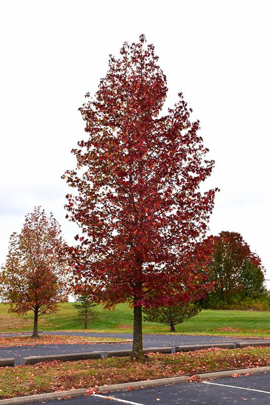 Liquidambar Styraciflua 'happidaze' - View 2 from www redcrocus com