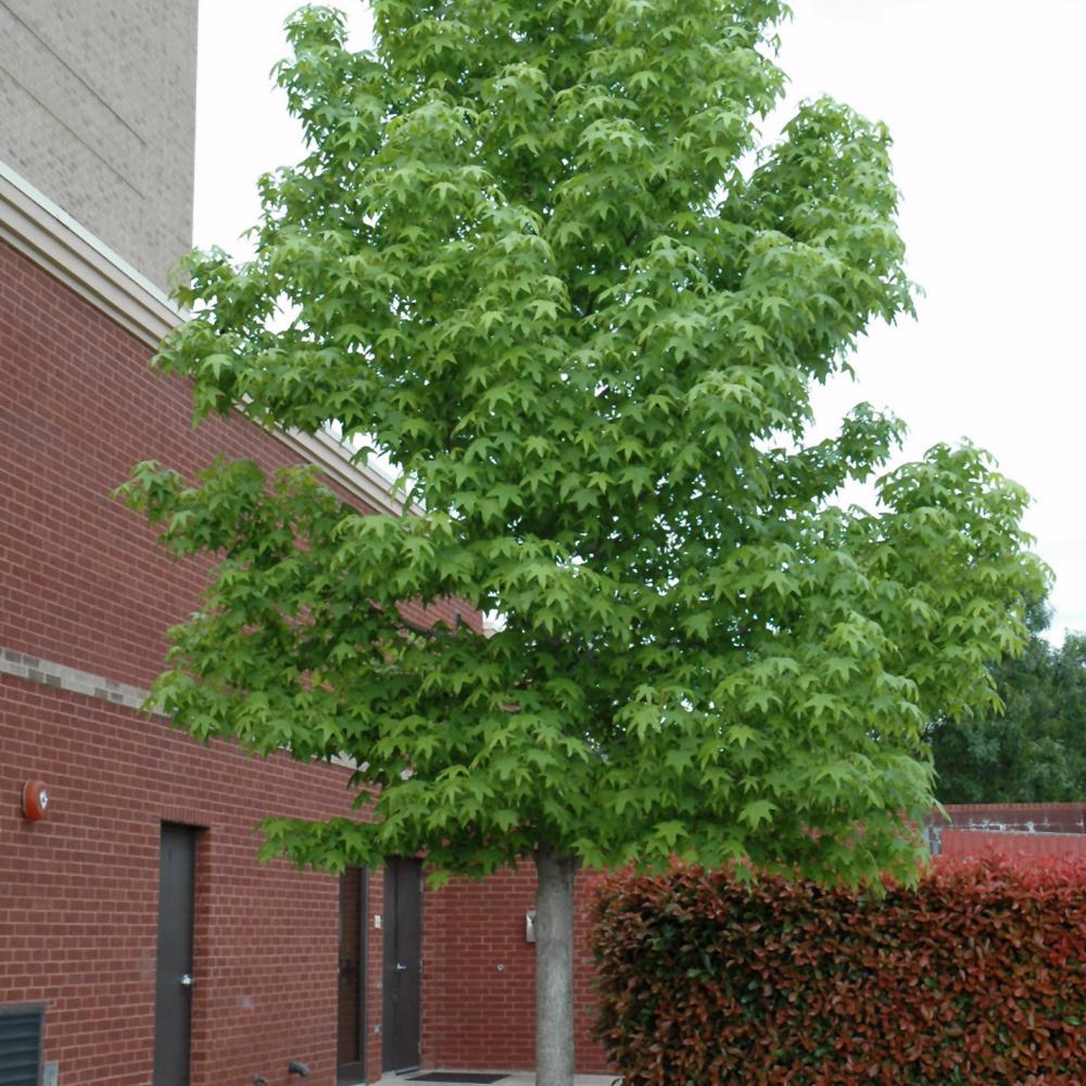 Liquidambar Styraciflua 'happidaze' - View 4 from www redcrocus com
