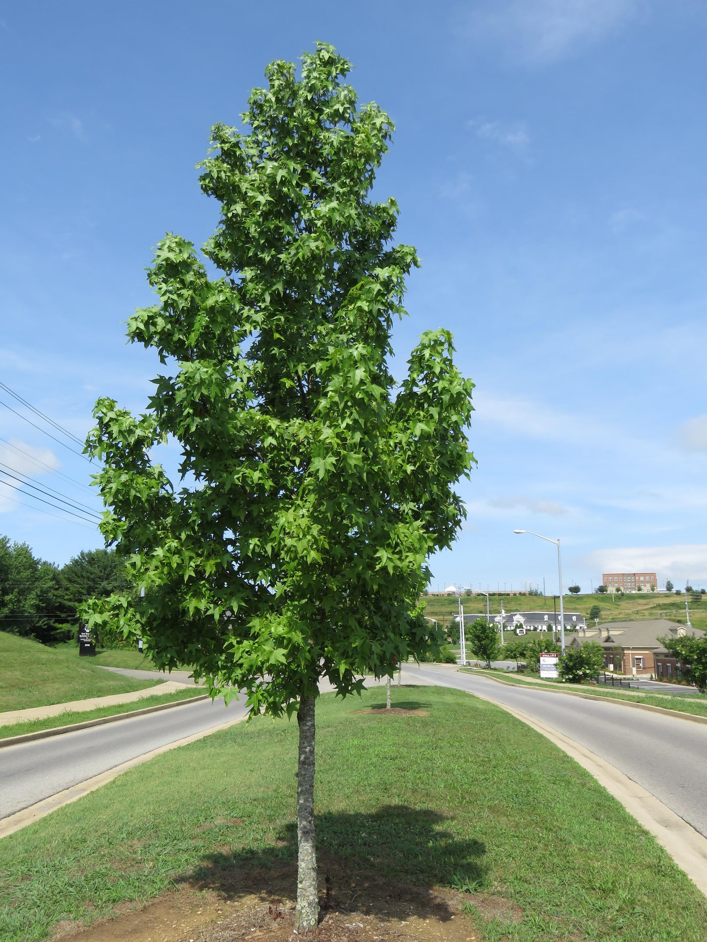 Liquidambar Styraciflua 'happidaze' - View 5 from www redcrocus com