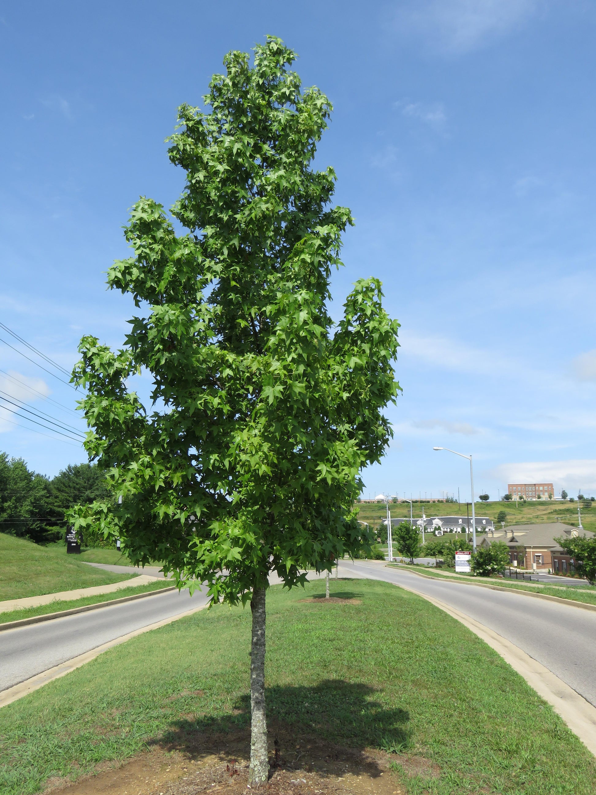 Liquidambar Styraciflua 'happidaze' - View 5 from www redcrocus com