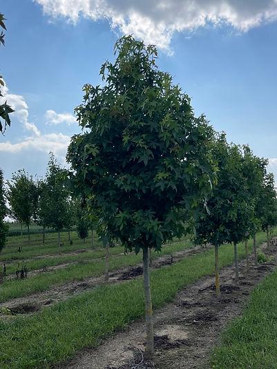 Liquidambar Styraciflua 'happidaze' - View 8 from www redcrocus com