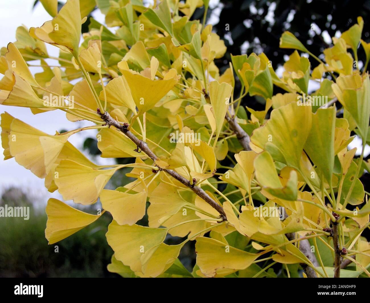 Ginkgo Biloba Autumn Gold Single Stem - View 10 from www redcrocus com
