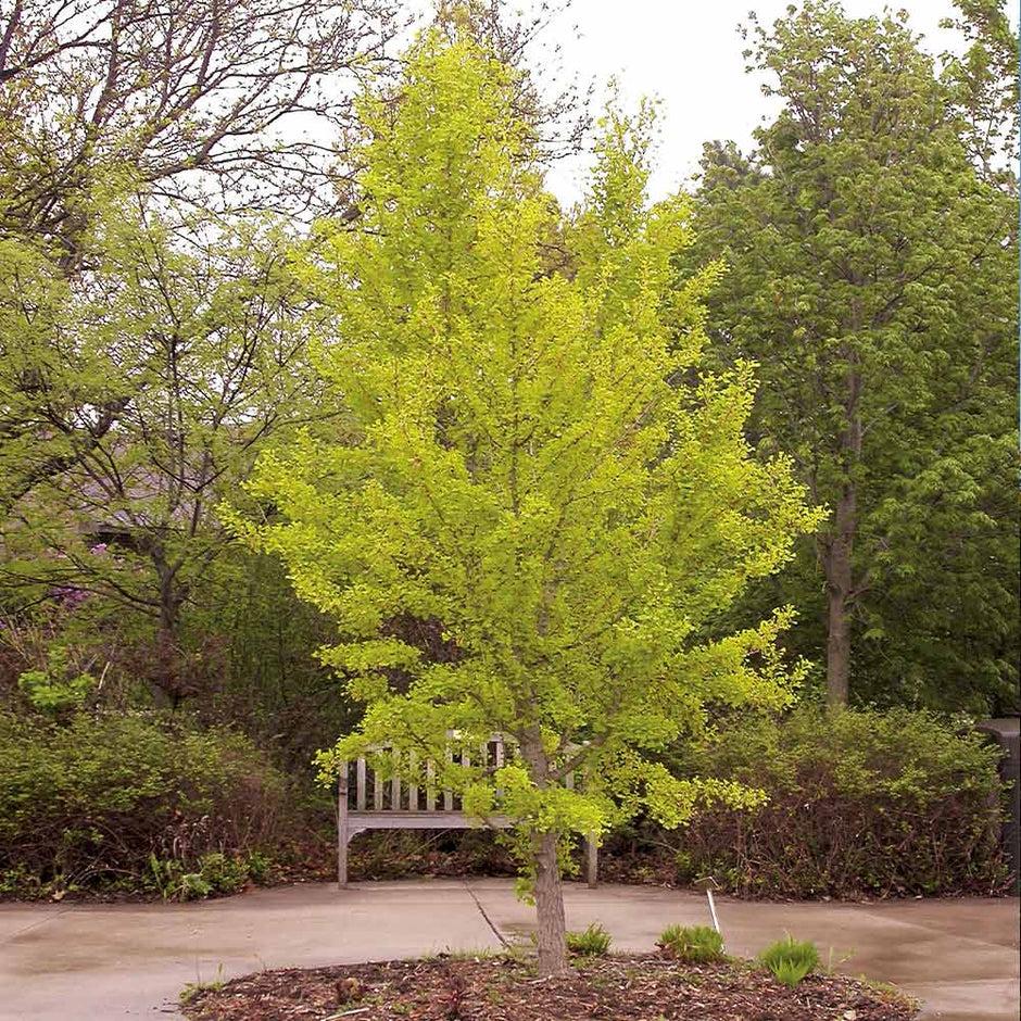 Ginkgo Biloba Autumn Gold Single Stem - View 11 from www redcrocus com