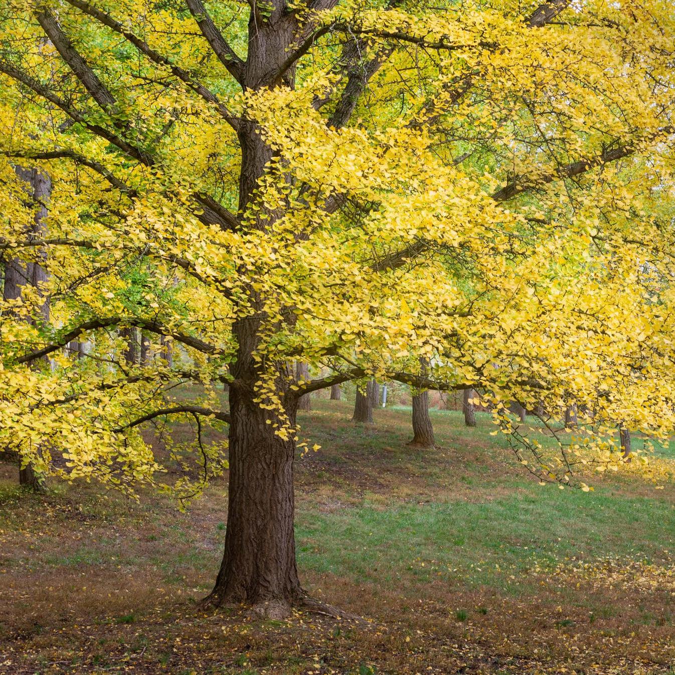 Ginkgo Biloba Autumn Gold Single Stem - View 12 from www redcrocus com
