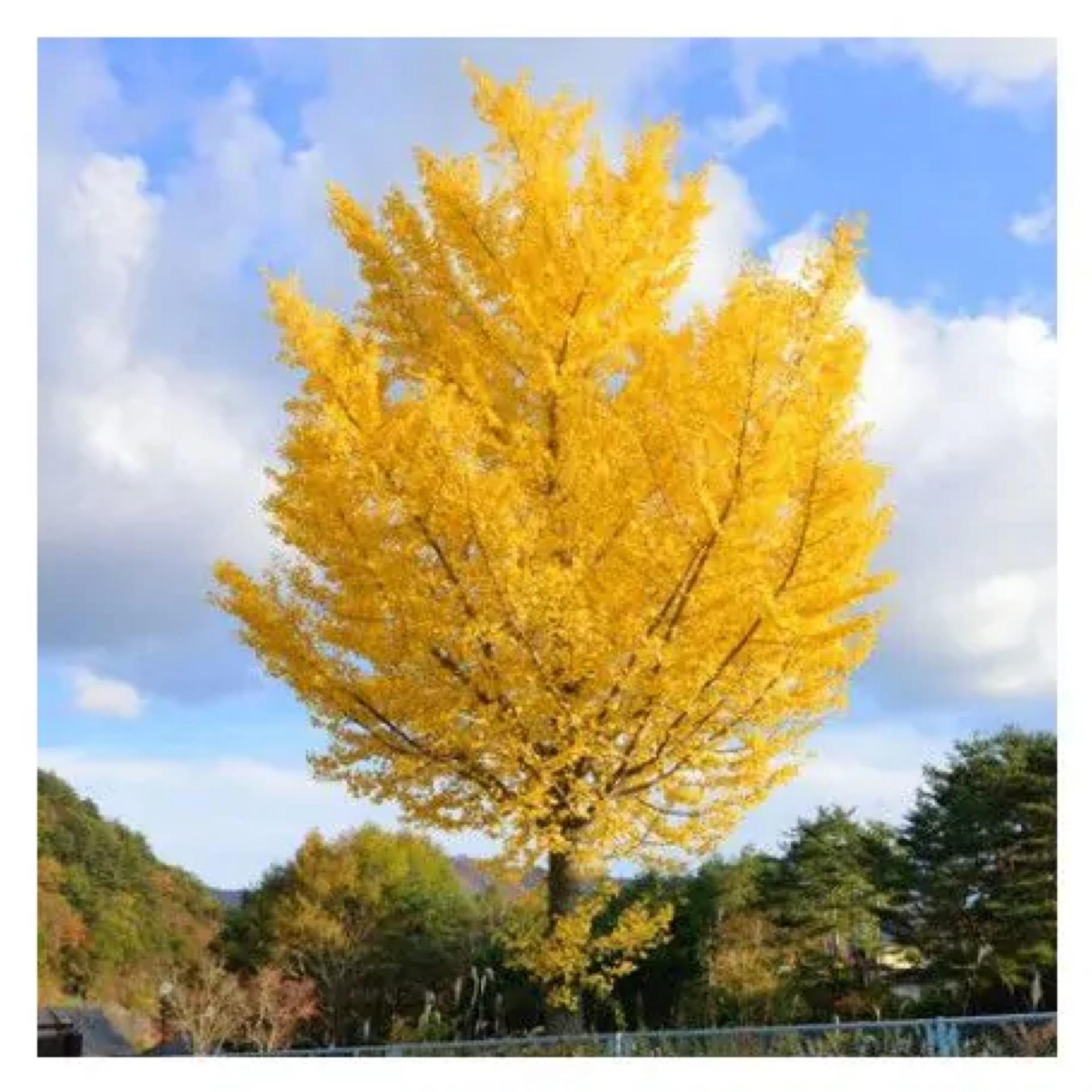 Ginkgo Biloba Autumn Gold Single Stem - View 15 from www redcrocus com