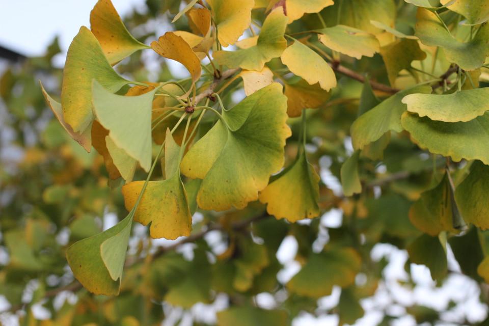 Ginkgo Biloba Autumn Gold Single Stem - View 18 from www redcrocus com
