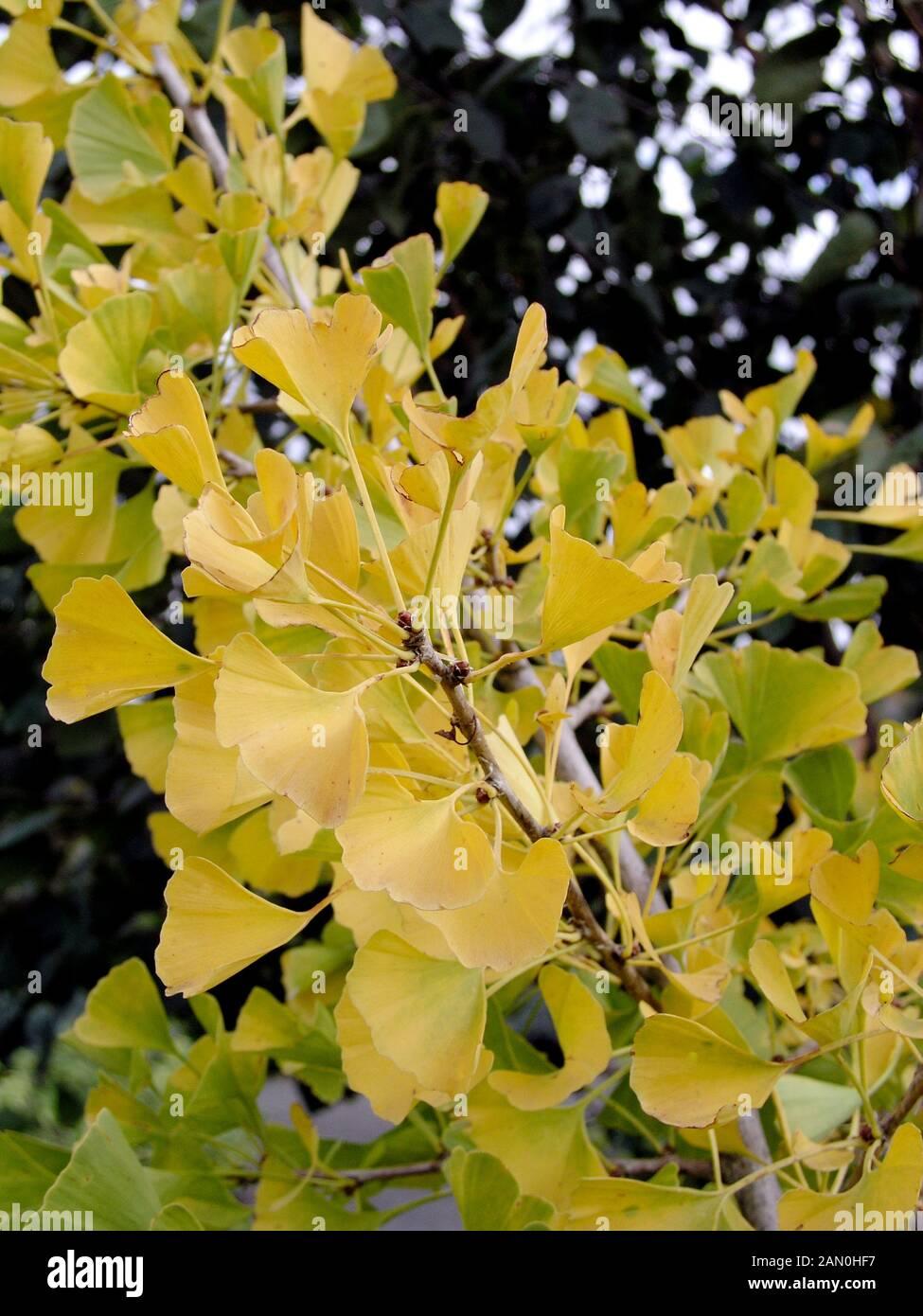 Ginkgo Biloba Autumn Gold Single Stem - View 19 from www redcrocus com