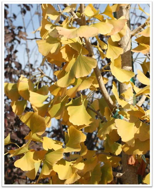 Ginkgo Biloba Autumn Gold Single Stem - View 1 from www redcrocus com