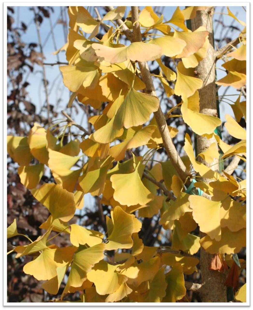Ginkgo Biloba Autumn Gold Single Stem - View 2 from www redcrocus com