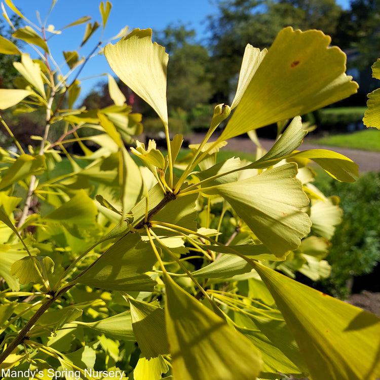 Ginkgo Biloba Autumn Gold Single Stem - View 7 from www redcrocus com