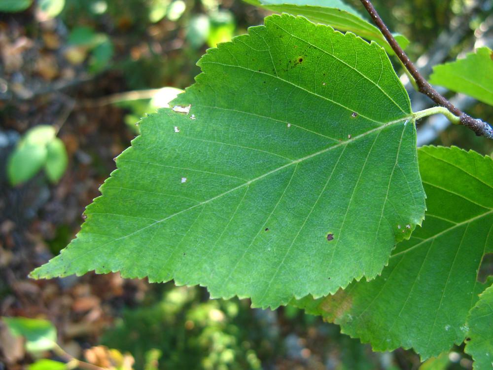 Betula Papyrifera Single Stem - View 10 from www redcrocus com