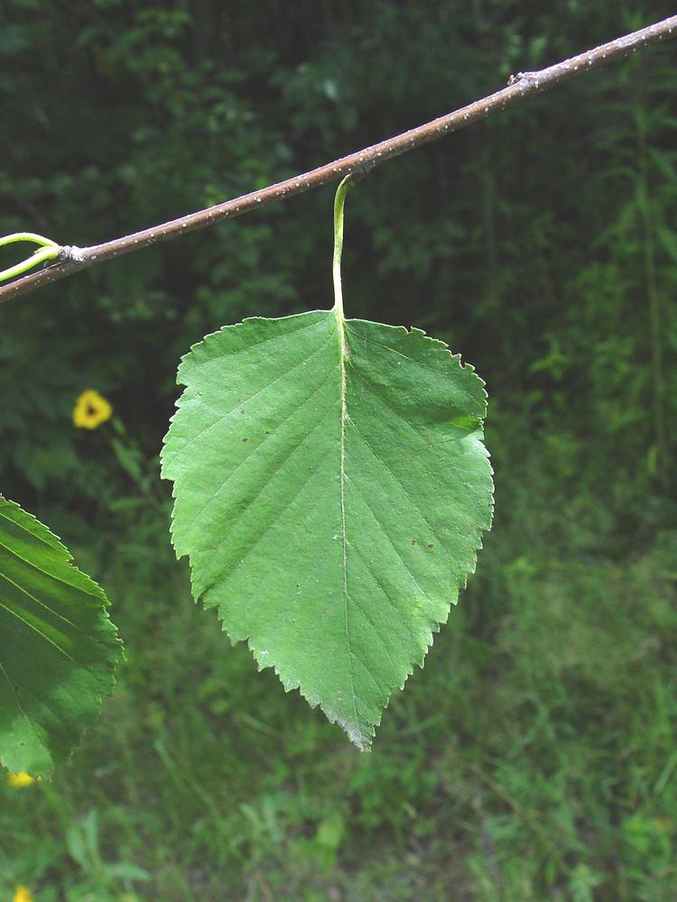 Betula Papyrifera Single Stem - View 12 from www redcrocus com