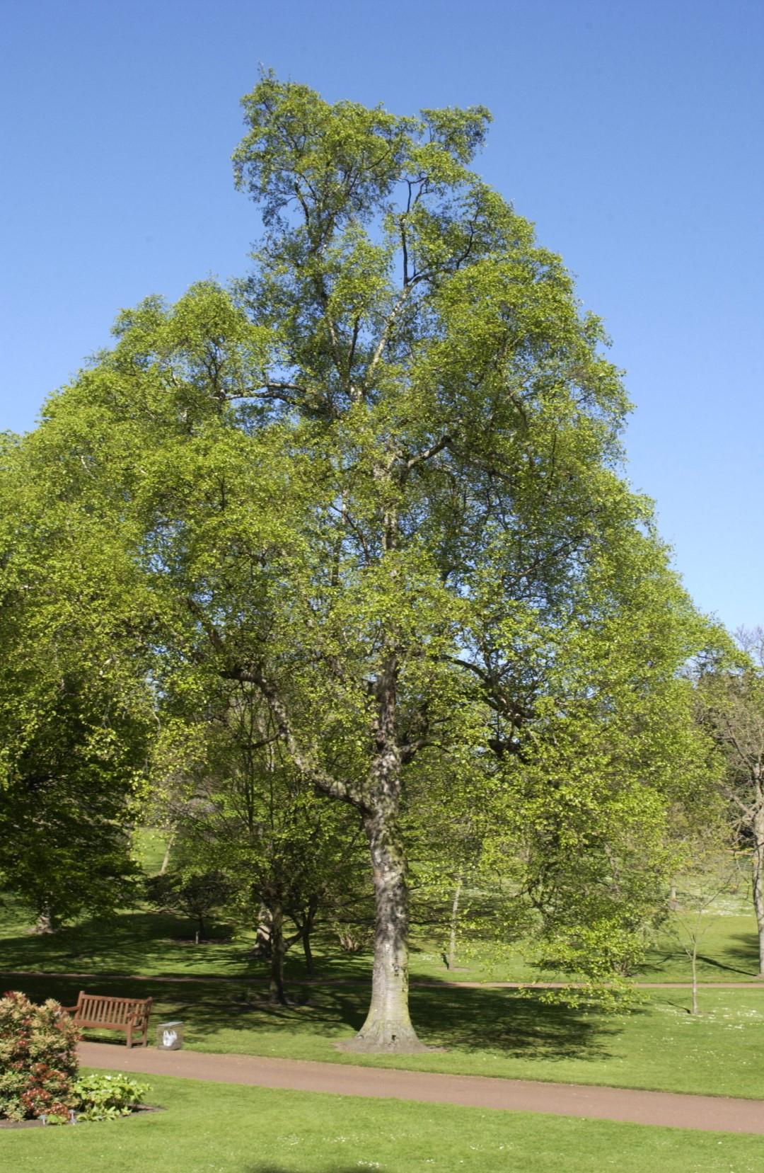 Betula Papyrifera Single Stem - View 13 from www redcrocus com