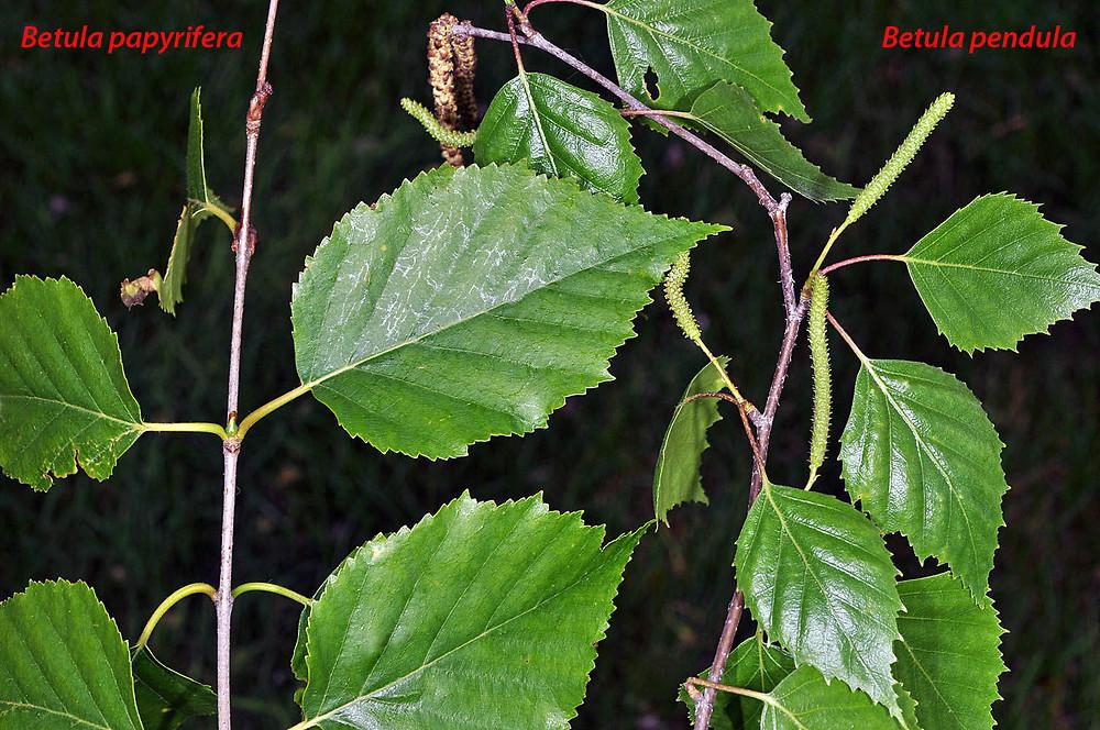 Betula Papyrifera Single Stem - View 14 from www redcrocus com