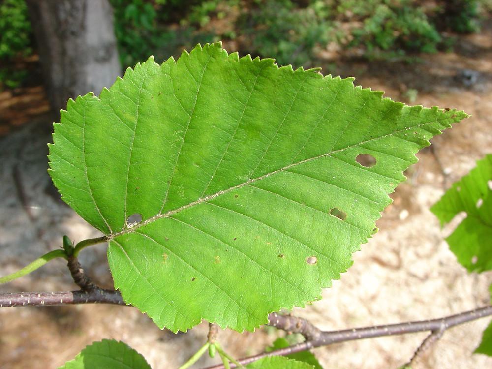 Betula Papyrifera Single Stem - View 15 from www redcrocus com