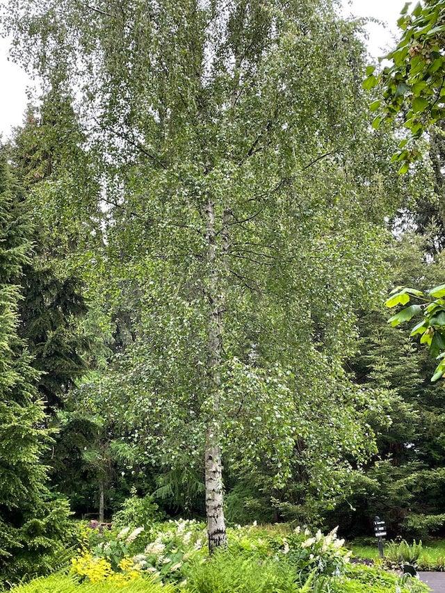 Betula Papyrifera Single Stem - View 16 from www redcrocus com