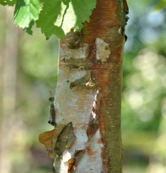 Betula Papyrifera Single Stem - View 1 from www redcrocus com