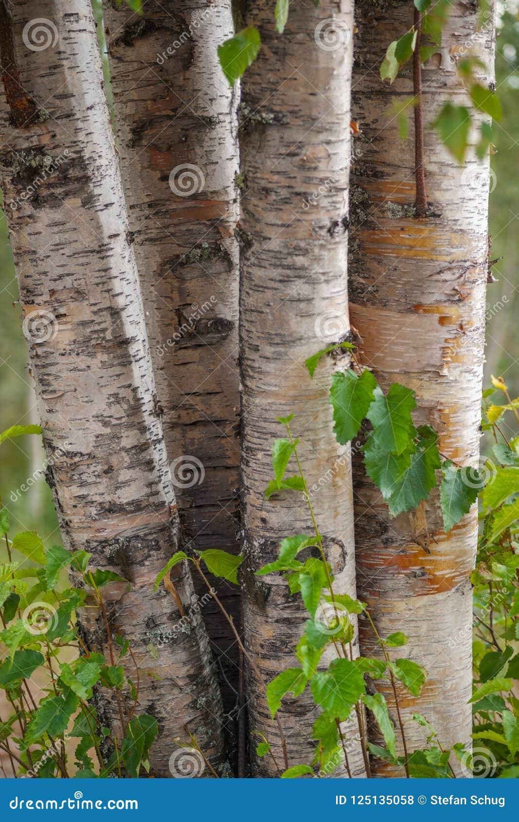 Betula Papyrifera Single Stem - View 2 from www redcrocus com