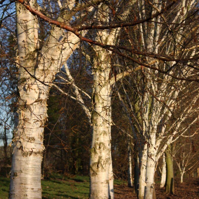 Betula Papyrifera Single Stem - View 5 from www redcrocus com