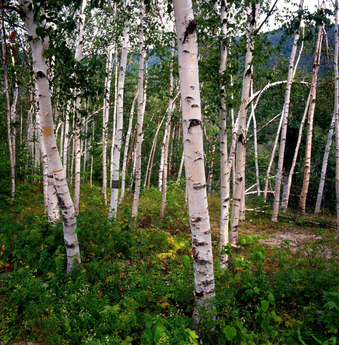 Betula Papyrifera Single Stem - View 6 from www redcrocus com