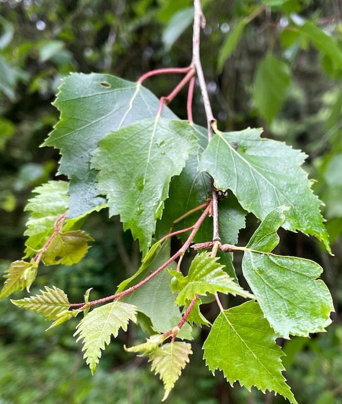 Betula Papyrifera Single Stem - View 8 from www redcrocus com