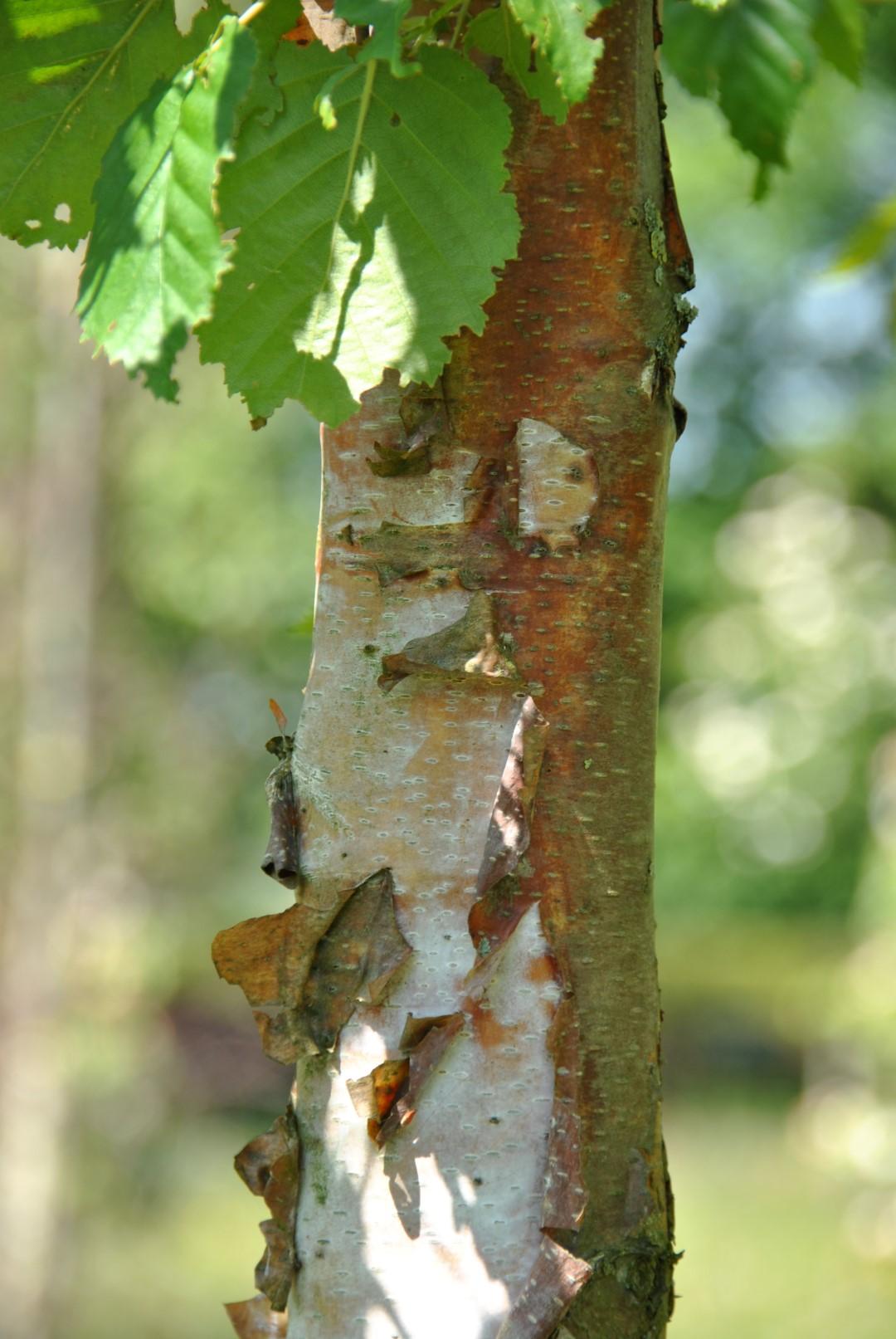 Betula Papyrifera Single Stem - View 9 from www redcrocus com