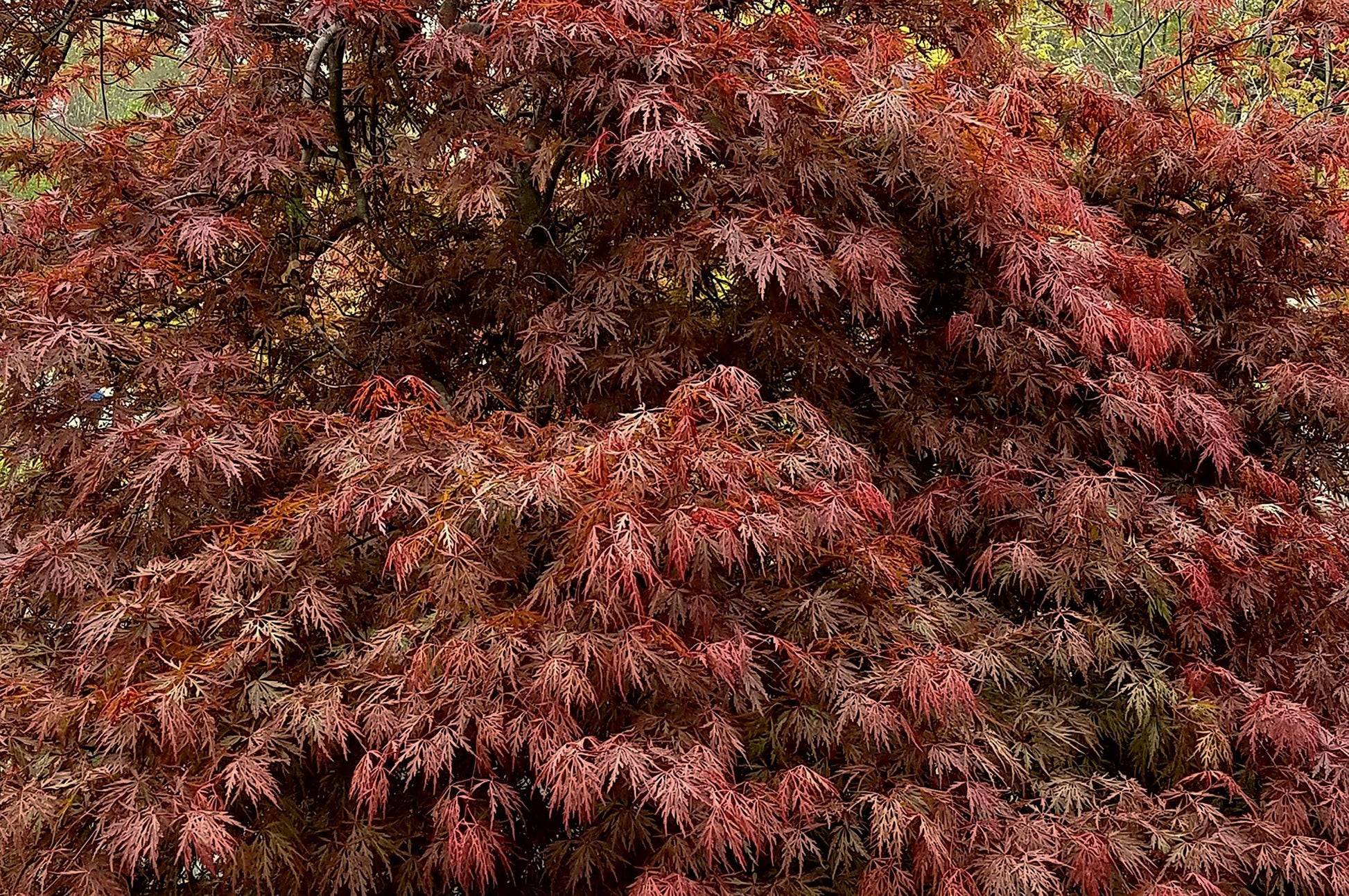 Acer Palmatum Dissectum Orangeola - View 2 from www redcrocus com