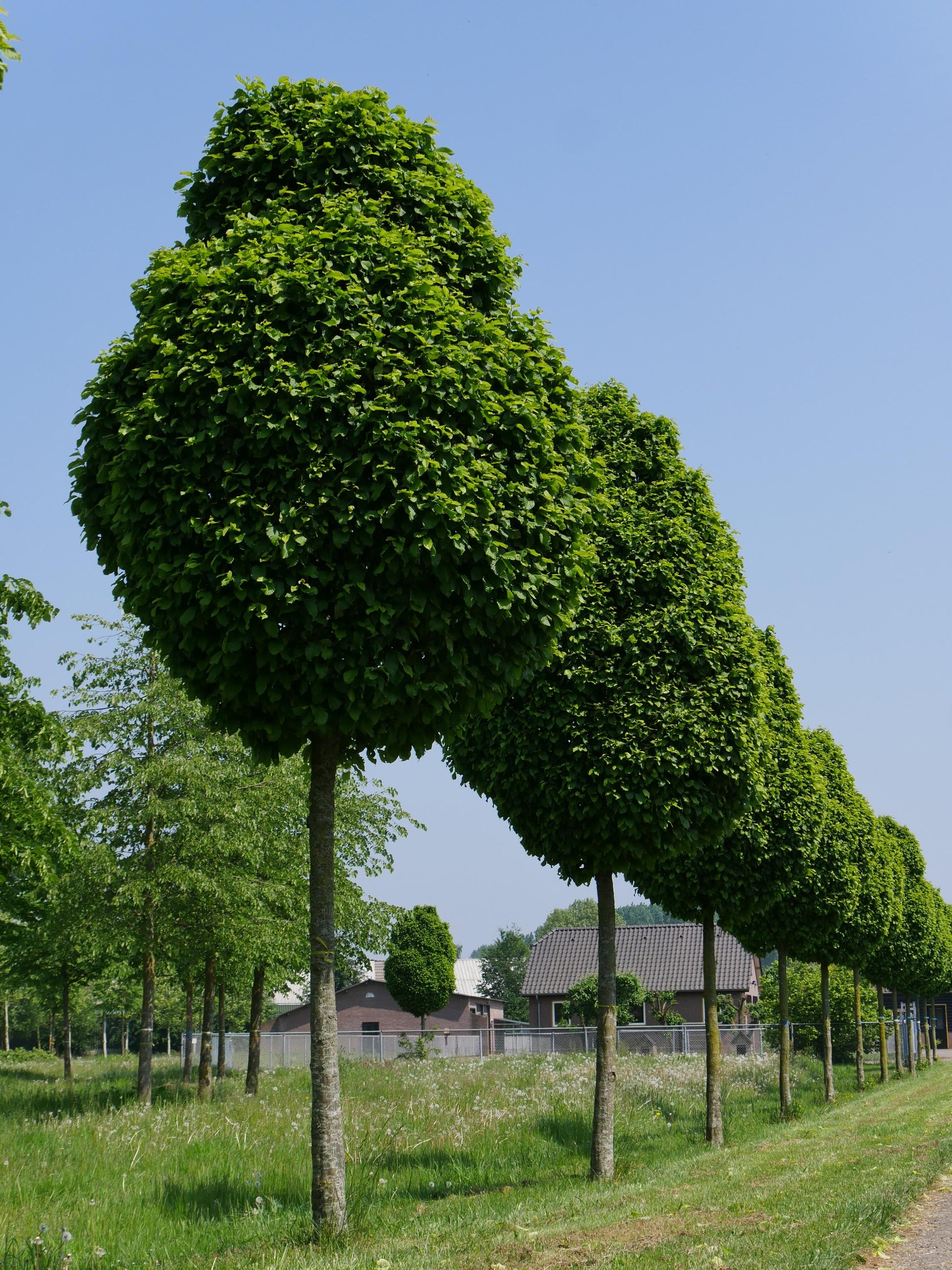 Carpinus Betulus Columnaris Nana Low Branch - View 10 from www redcrocus com