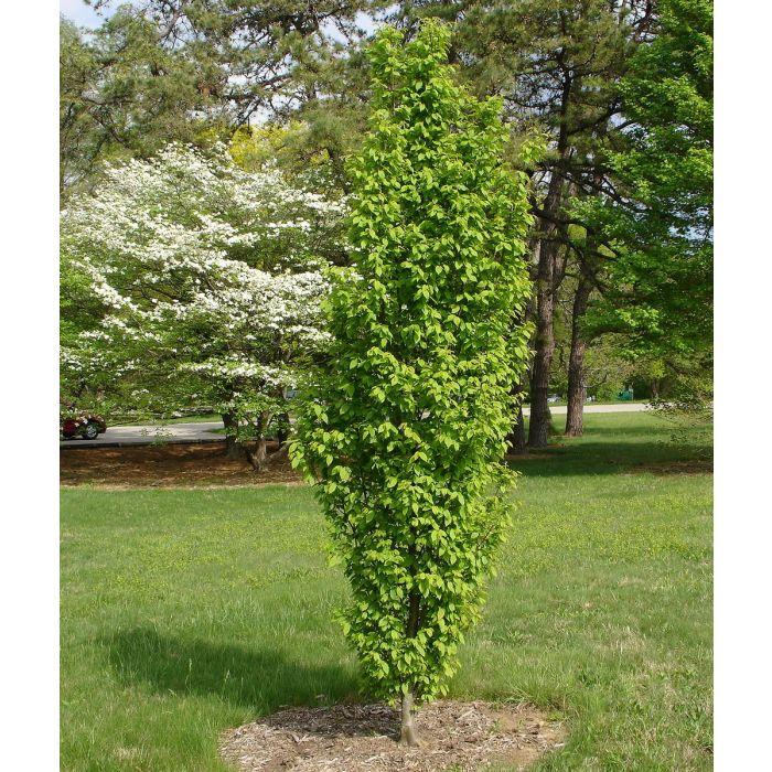 Carpinus Betulus Columnaris Nana Low Branch - View 12 from www redcrocus com