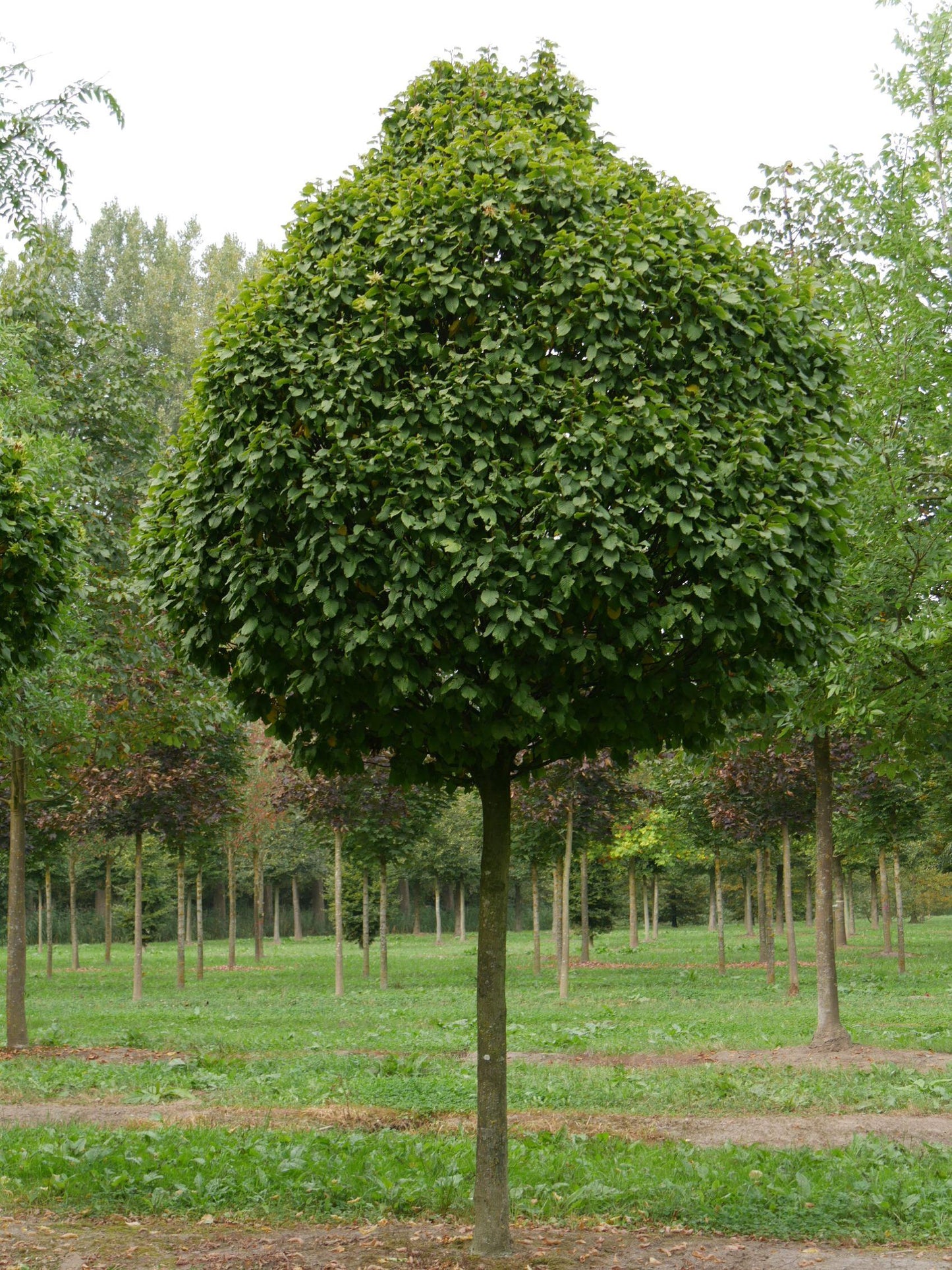 Carpinus Betulus Columnaris Nana Low Branch - View 15 from www redcrocus com