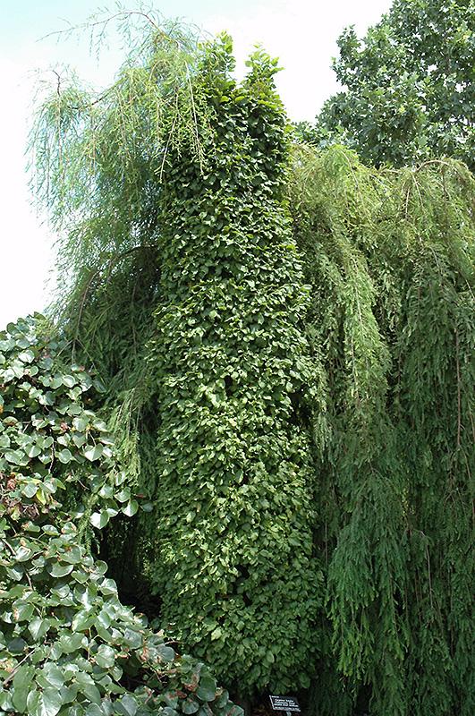 Carpinus Betulus Columnaris Nana Low Branch - View 19 from www redcrocus com